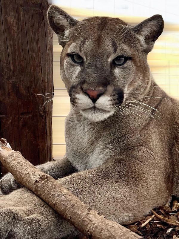 Iron P Homestead Zoo Petting Zoo Hogansville,