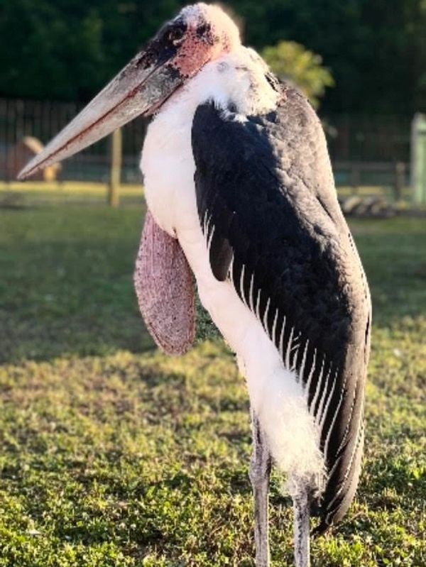 Iron P Homestead Zoo Petting Zoo Hogansville,