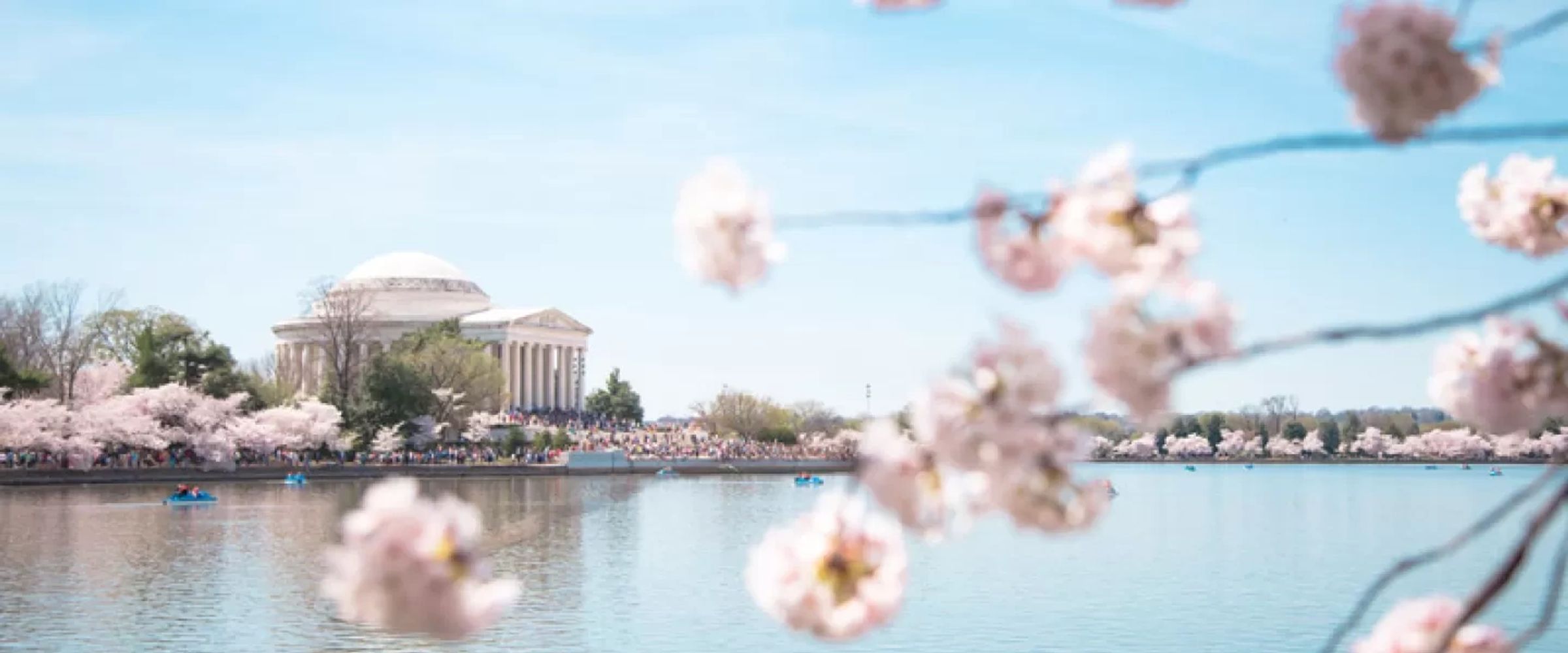 Cherry blossoms frame the Jefferson Memorial by the water on a clear spring day.