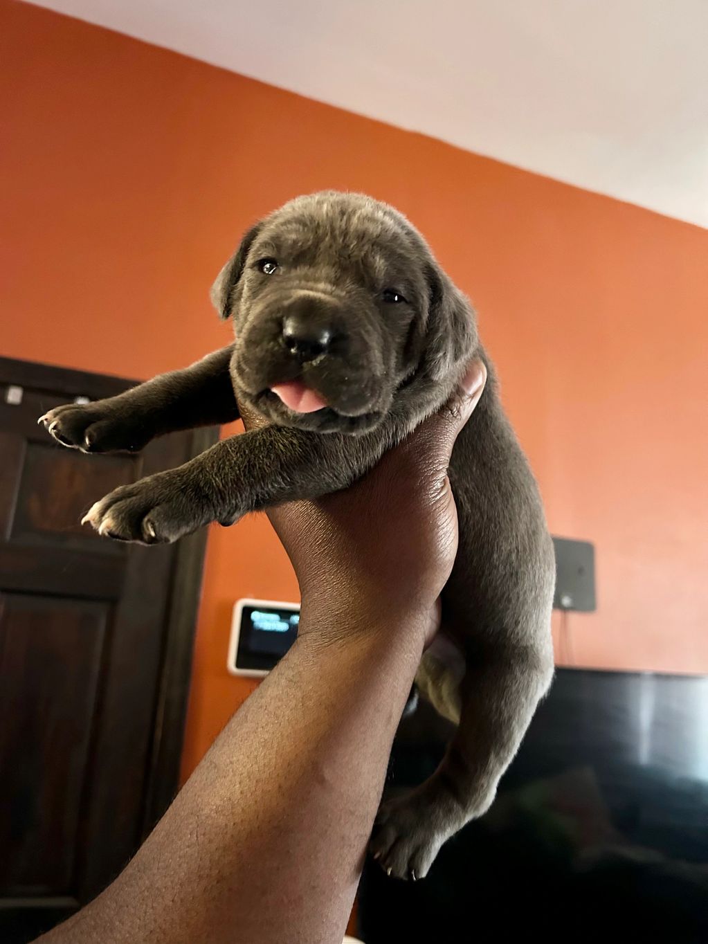 Forever Cane Corso - Forever Puppy