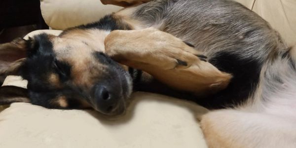 Smiling and content GSD sleeping on a couch