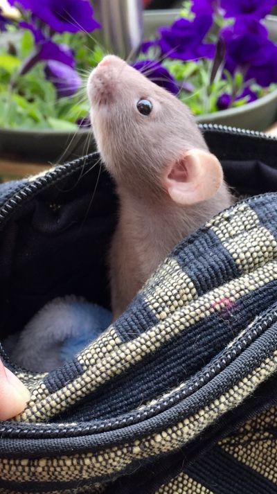 Pet dwarf rat in Ontario 