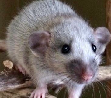 Silvermane rat breeder Ontario 