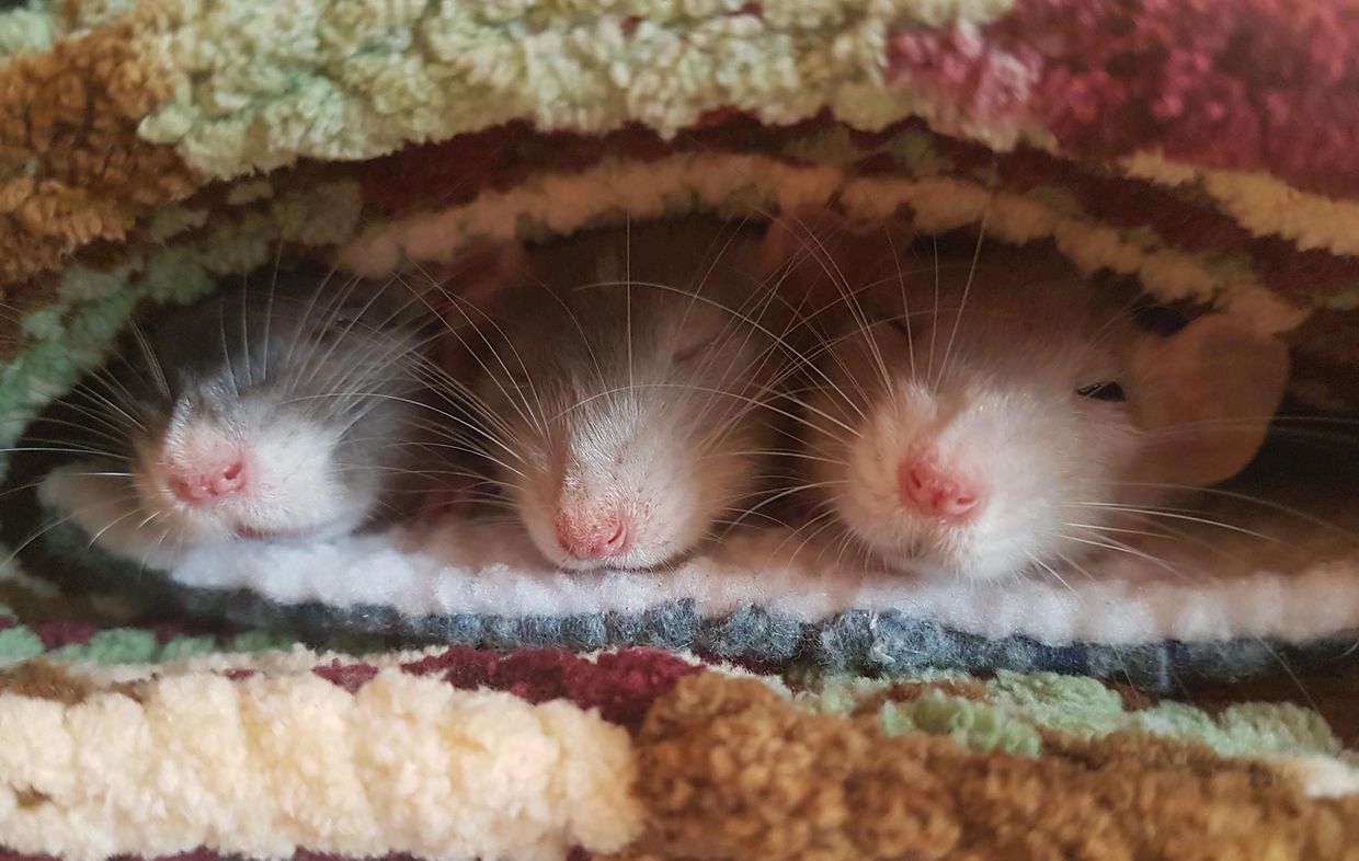 GBR Store bay rattery