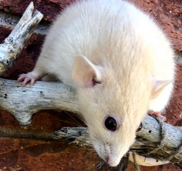 Health tested pet rat breeder Ontario 