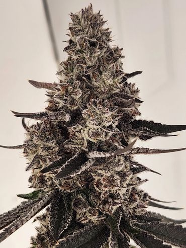 White Butter Cookies 