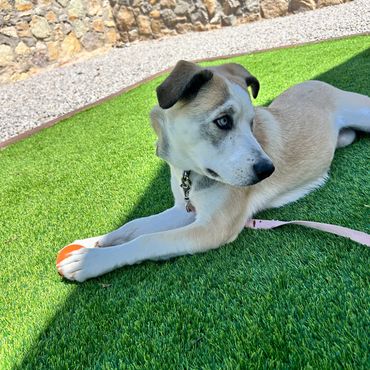 A dog with blue eyes lying on grass holding an orange ball.