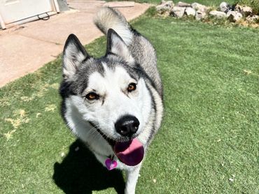 Husky daycare and train