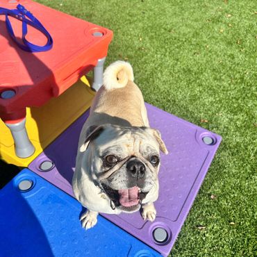 Happy pug standing on colorful playground blocks outside.