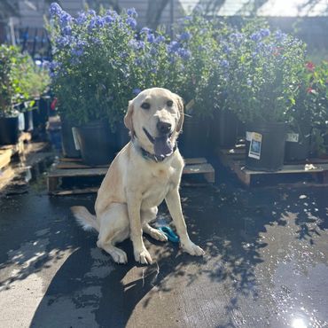 Happy yellow Labrador sitting in a sunny garden center with flowers.