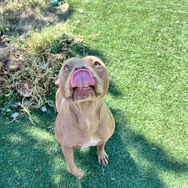 Happy dog sticking out its tongue outdoors on green grass.