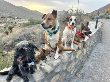 Five dogs sitting on a stone wall in a mountainous area at sunset.