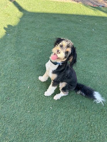 Happy black and white dog sitting on green grass with tongue out.