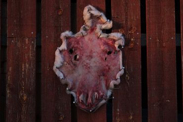 A dried animal hide with holes, displayed on a wooden wall.