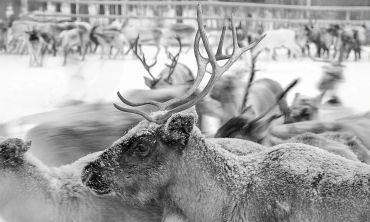 A close-up of a reindeer with large antlers in a snowy setting with more reindeer in the background.