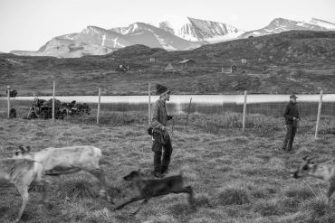 Two people herding reindeer in a mountainous landscape.