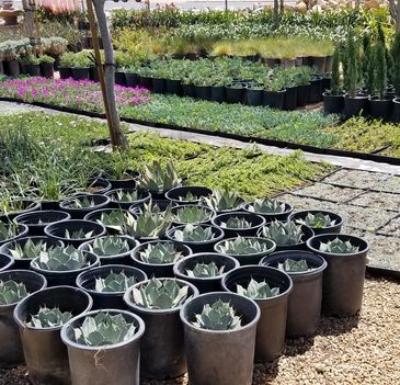 Fireman Rock Nursery