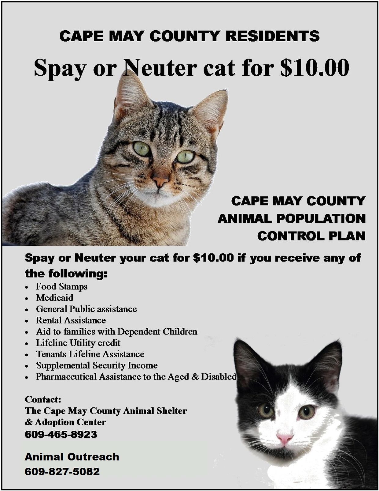 Spay And Neuter Clinic Animal Alliance Of Cape May County