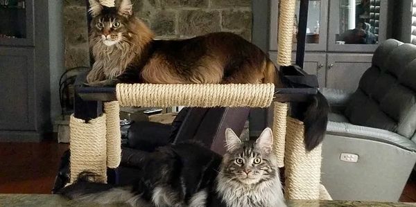 Two Maine Coon cats lounging on a cat tree and nearby surface indoors.