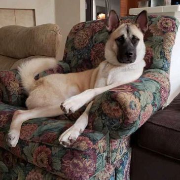 Juno: German Shepherd Akita seeking her furever home!