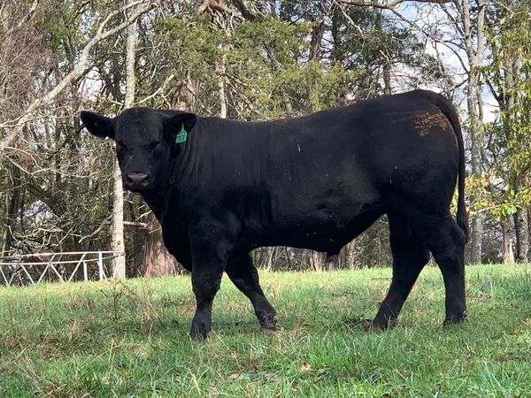 ADV Genesis L3530
ASA #4271077
https://herdbook.org/simmapp/template/animalSearch,IndividualAnimal.v