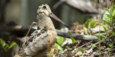 Woodcock Photo Courtesy of Michigan DNR