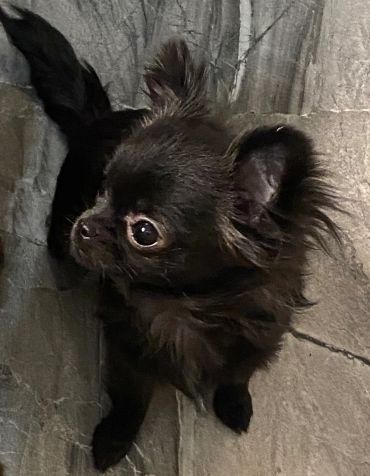Small black dog with big eyes looking up.