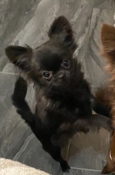 A small black dog with large ears looking up curiously.