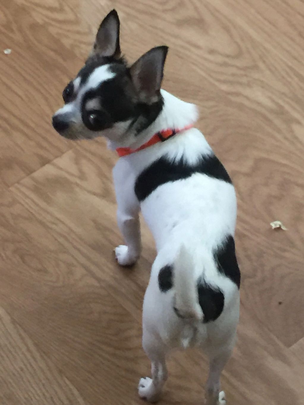 Oreo Angelito 3 lbs 13 oz white with black and fawn markings double coat male