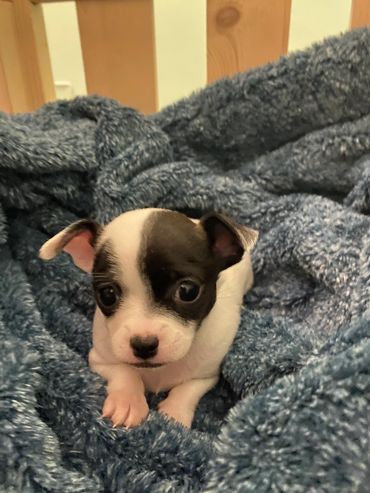 A small black and white puppy nestled in a soft blue blanket.