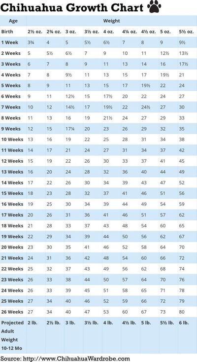 Chihuahua Growth Chart