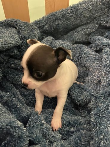 Tiny black and white puppy sitting on a soft blue blanket.