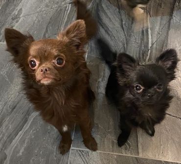 Two small Chihuahuas, one brown and one black, sitting on a stone floor.