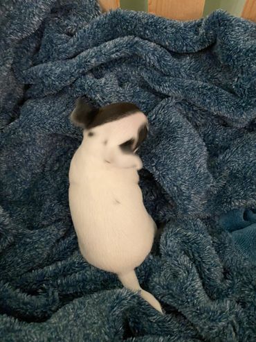 A small white puppy with black spots resting on a blue blanket.