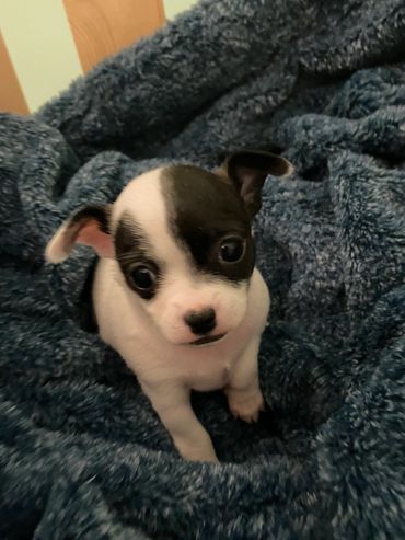 Adorable black and white puppy nestled in a soft blue blanket.