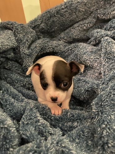 Tiny black and white puppy nestled in a soft blue blanket.