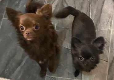 Two small Chihuahuas, one brown and one black, looking up eagerly.