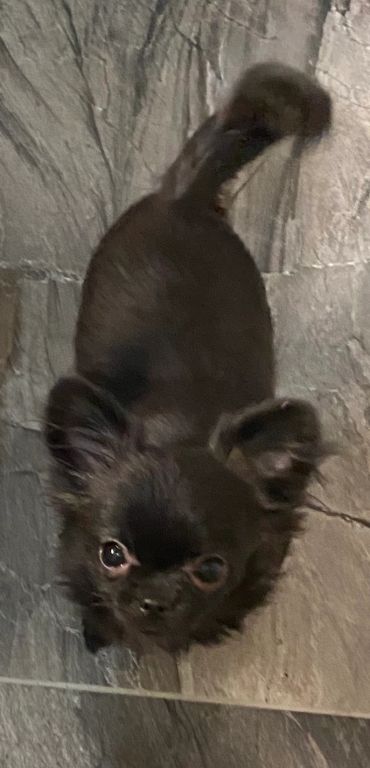 Small black dog with big eyes looking up on a tiled floor.