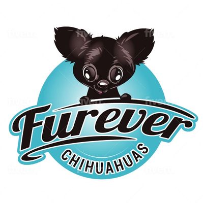 Cute black Chihuahua logo with 'Furever Chihuahuas' text and blue background.