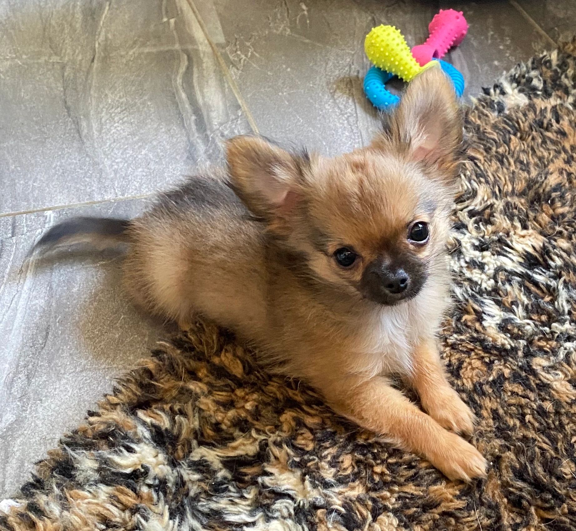 Long haired 2024 fawn chihuahua