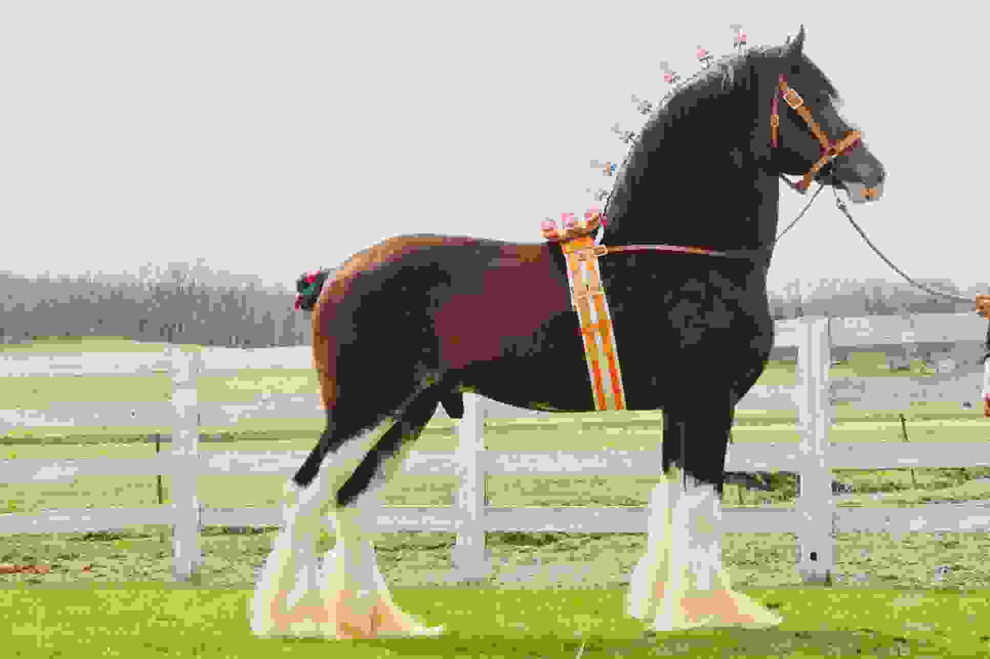 Clydesdale Stallions Wisconsin Draft Horse Association