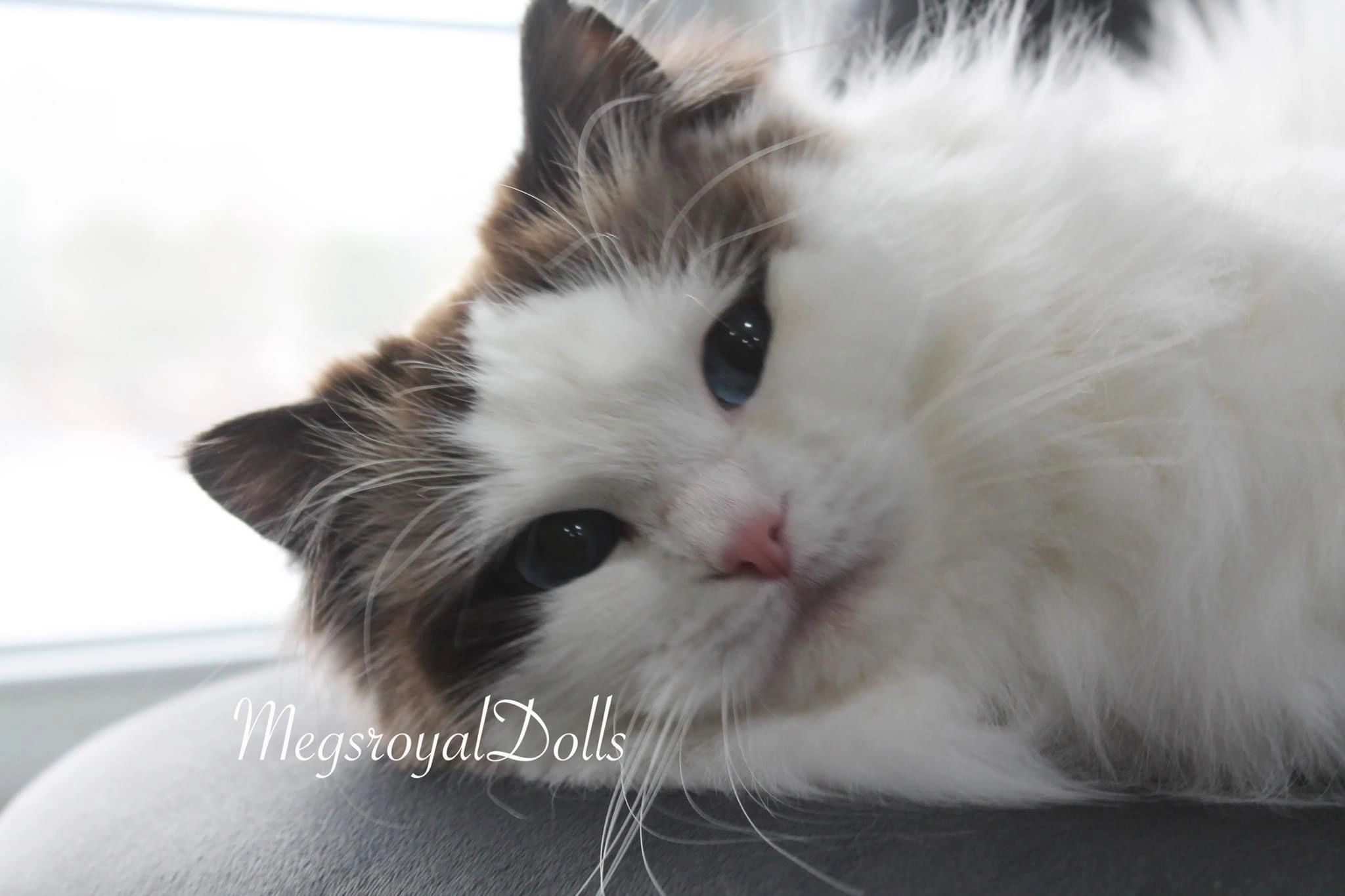 Ragdoll Kittens for Sale Near Me MegsRoyalDolls