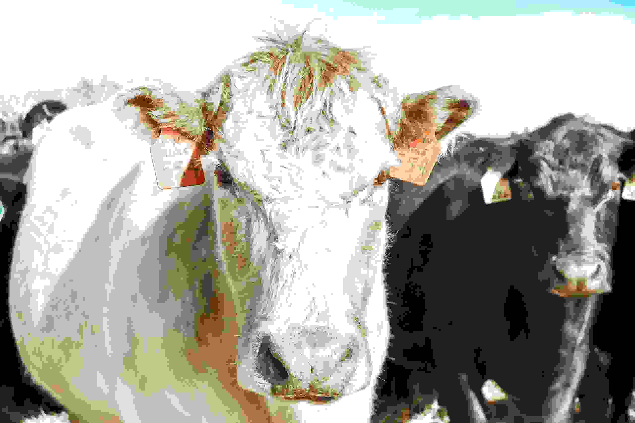 Apache Video Stockman Oklahoma Livestock