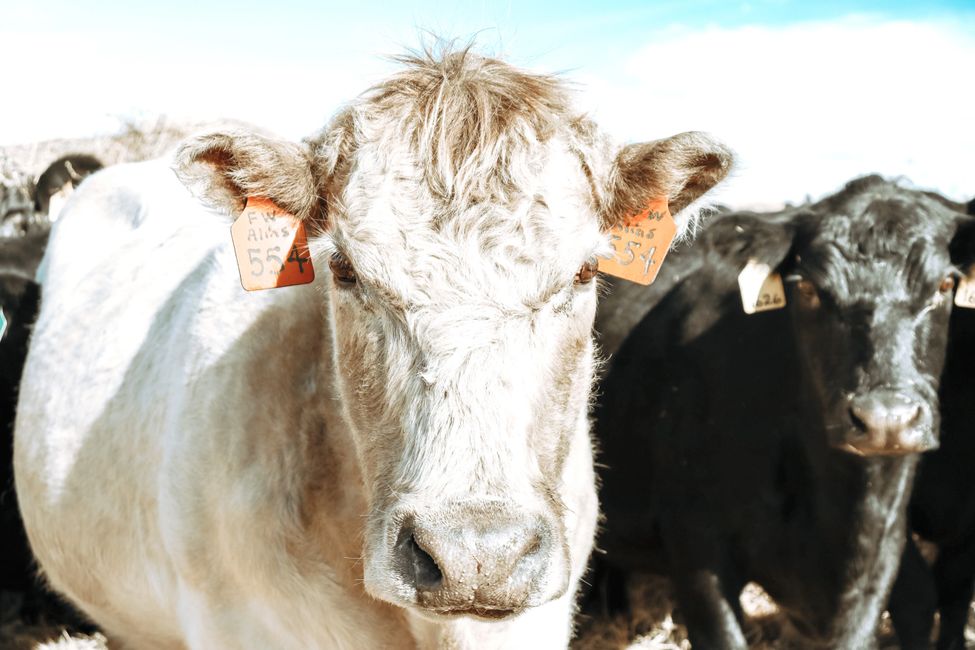 Apache Video Stockman Oklahoma Livestock