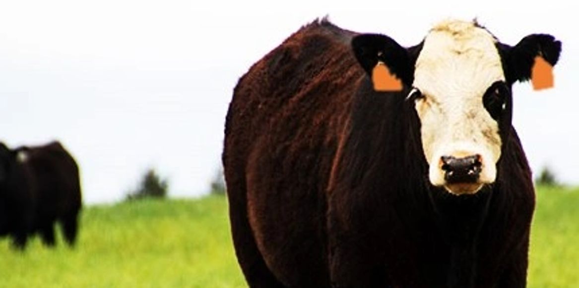 Stockman-Oklahoma Livestock Marketing