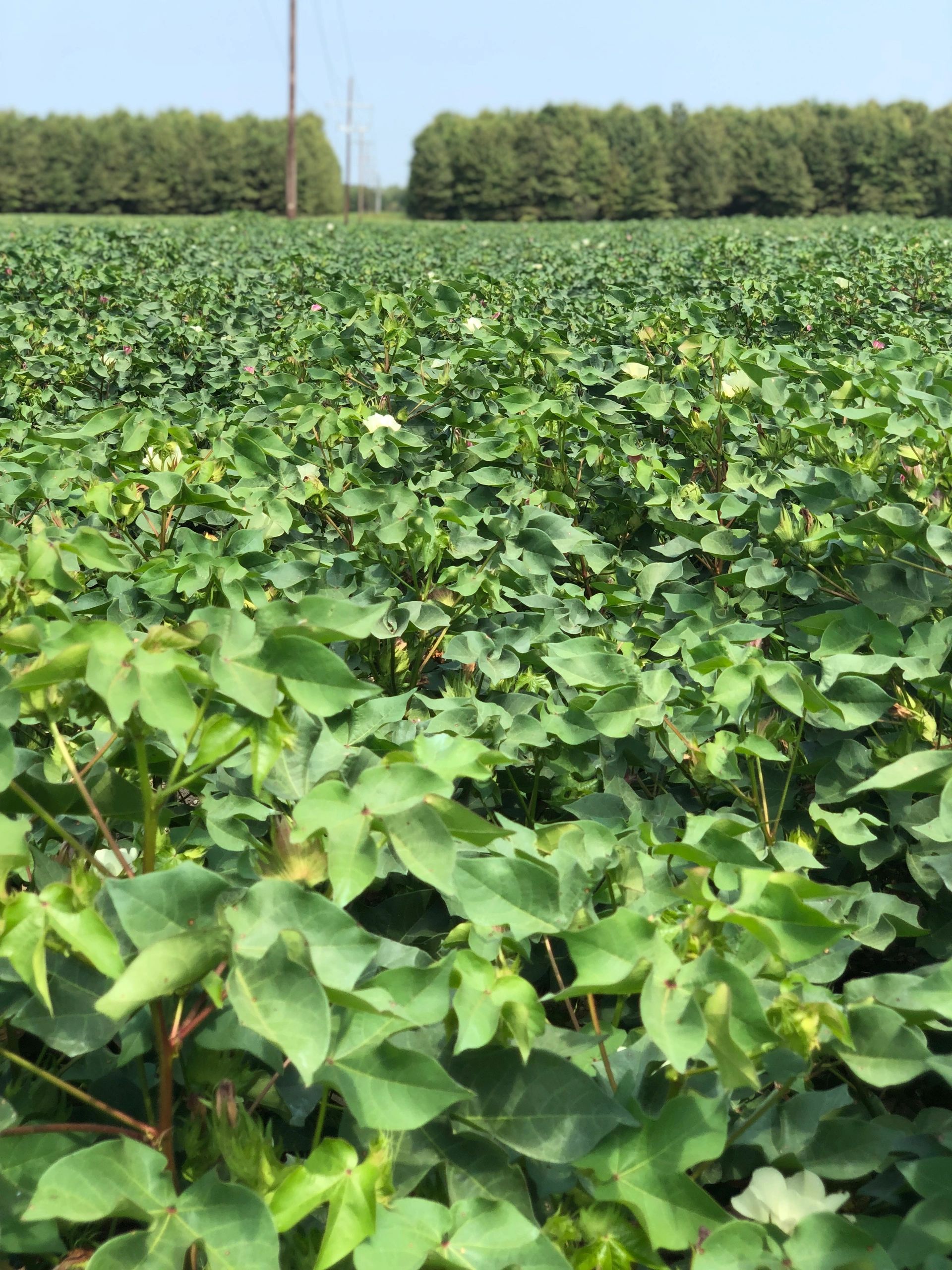 Field of Cotton
Northeast Louisiana