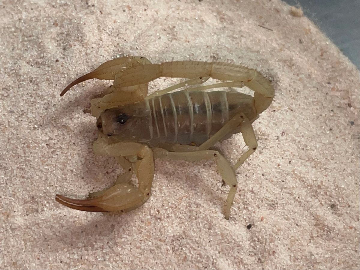 Smeringurus vachoni Vachon's Rock Scorpion 2