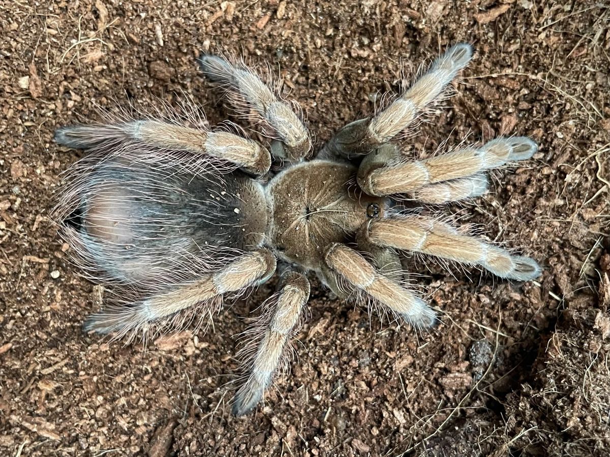 Pamphobeteus sp. Mascara Mascara Birdeater 4" MALE