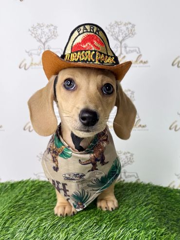 Adorable puppy wearing a Jurassic Park hat and dinosaur-themed bandana.