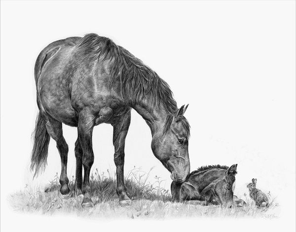 "Spring Muse"
A pencil drawing of a mare, foal, and bunny, for the upcoming 2027 calendar.